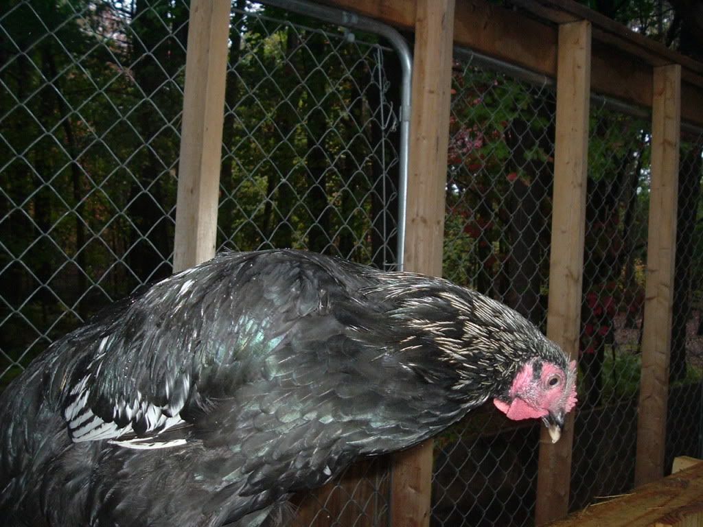 mychickens630.jpg