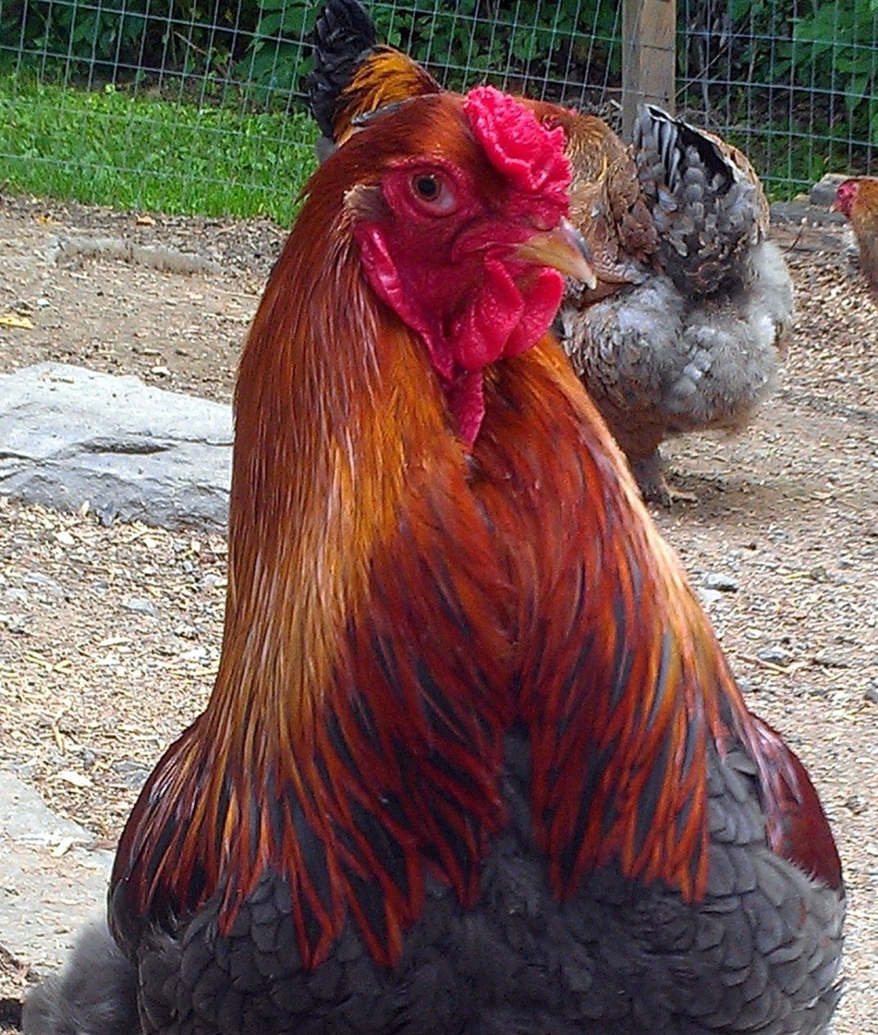 30x30px-ZC-7ac0432e_IMAG3204.jpeg