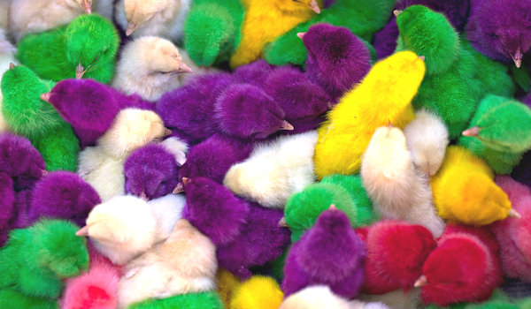 JP-CHICKS-articleLarge.jpg