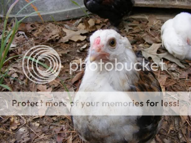chicks110809004.jpg