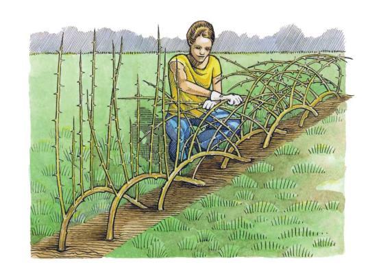 200x200px-ZC-1ac3509d_96635_livingfence.jpeg