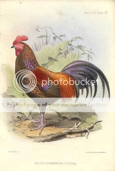 temminiki_gould-1.jpg