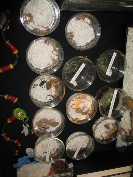 reptileshow014.jpg