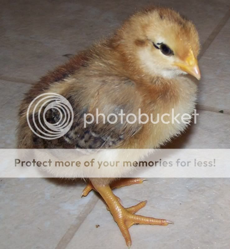 newchicks5172011017.jpg