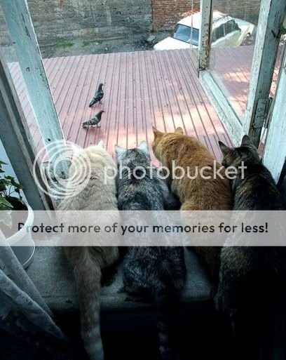 N_funnycats1.jpg
