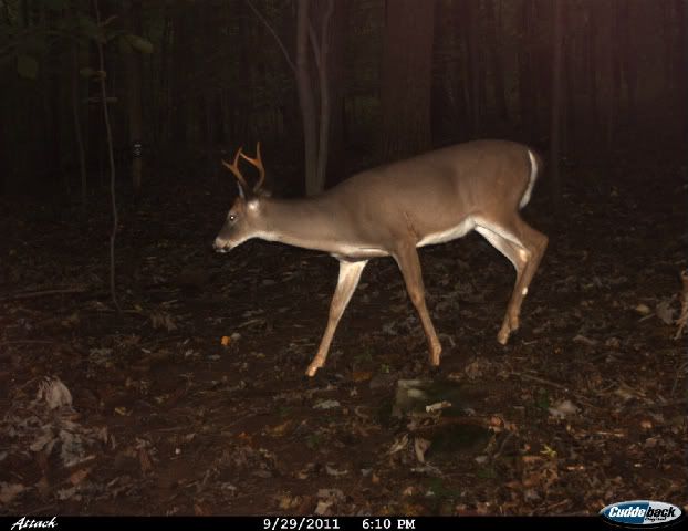 Cdy00006-1.jpg