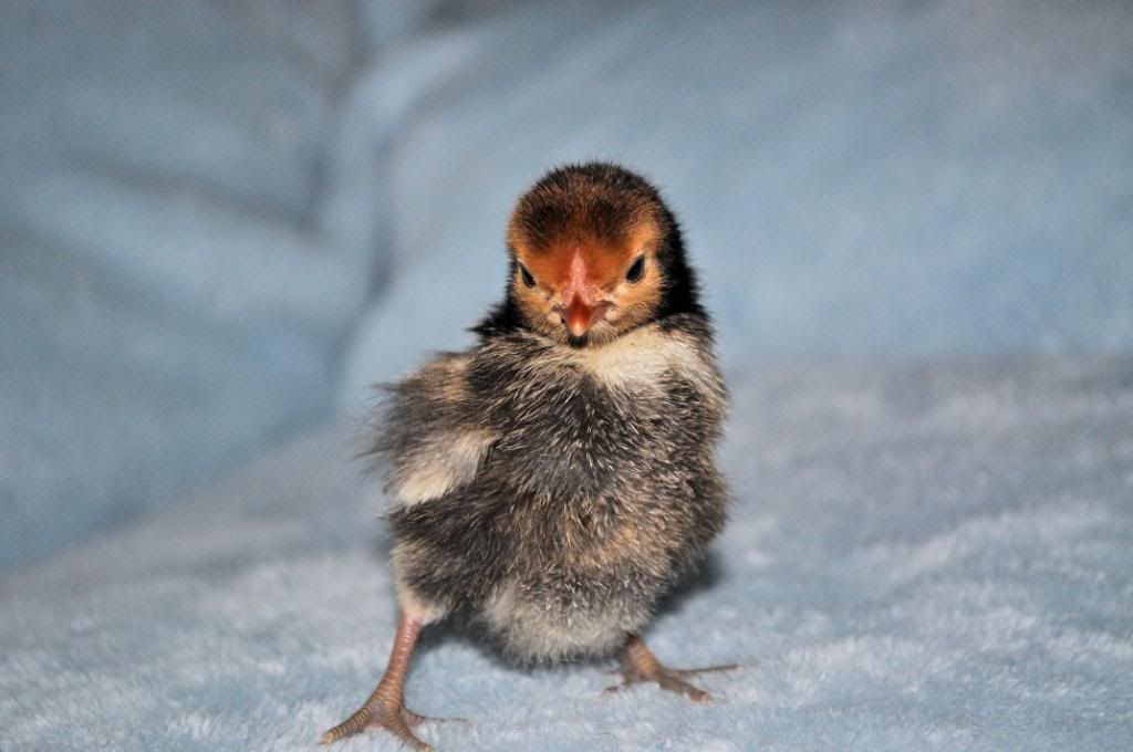chick6_6.jpg