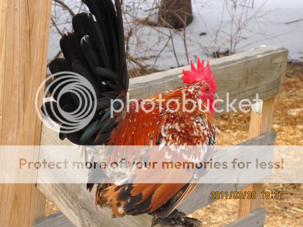 chickensatmoms116.jpg