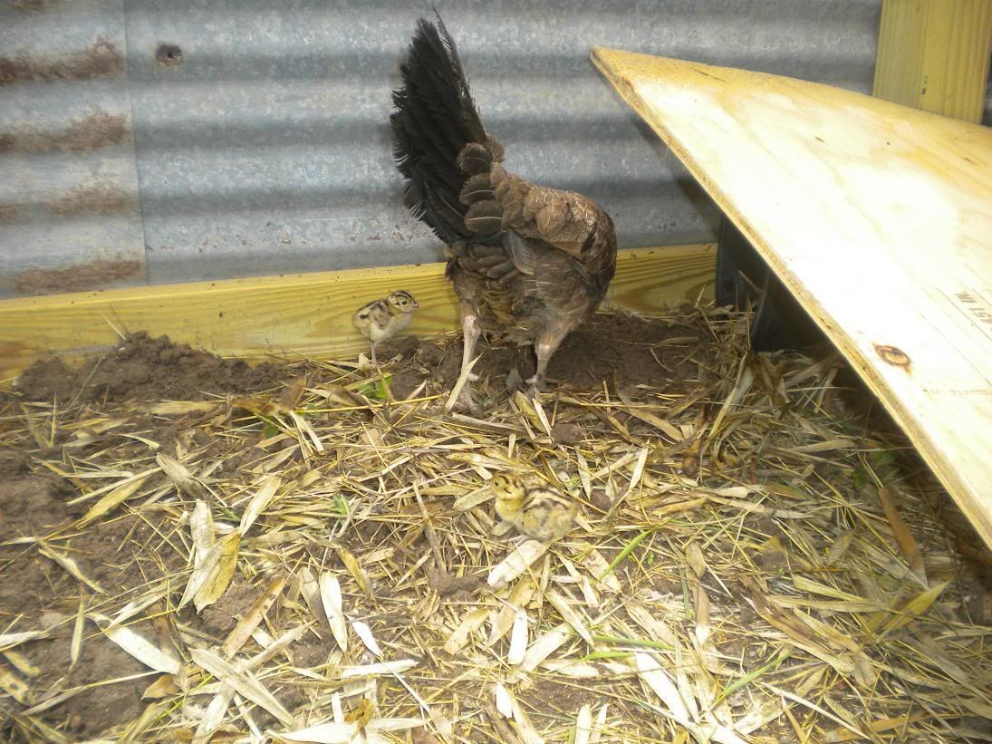 Chicks5.jpg