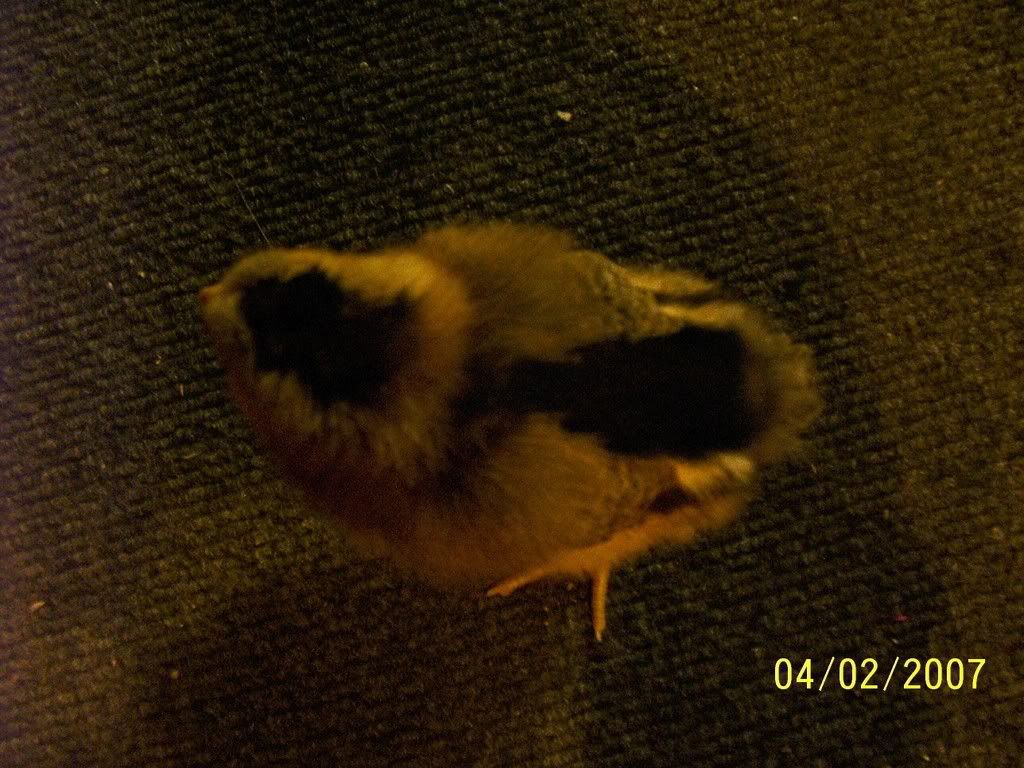 leghorn3.jpg