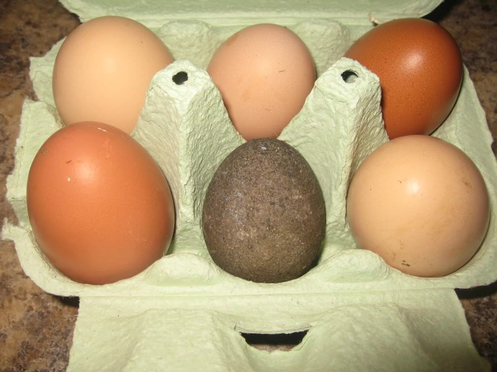 cayugaegg001.jpg