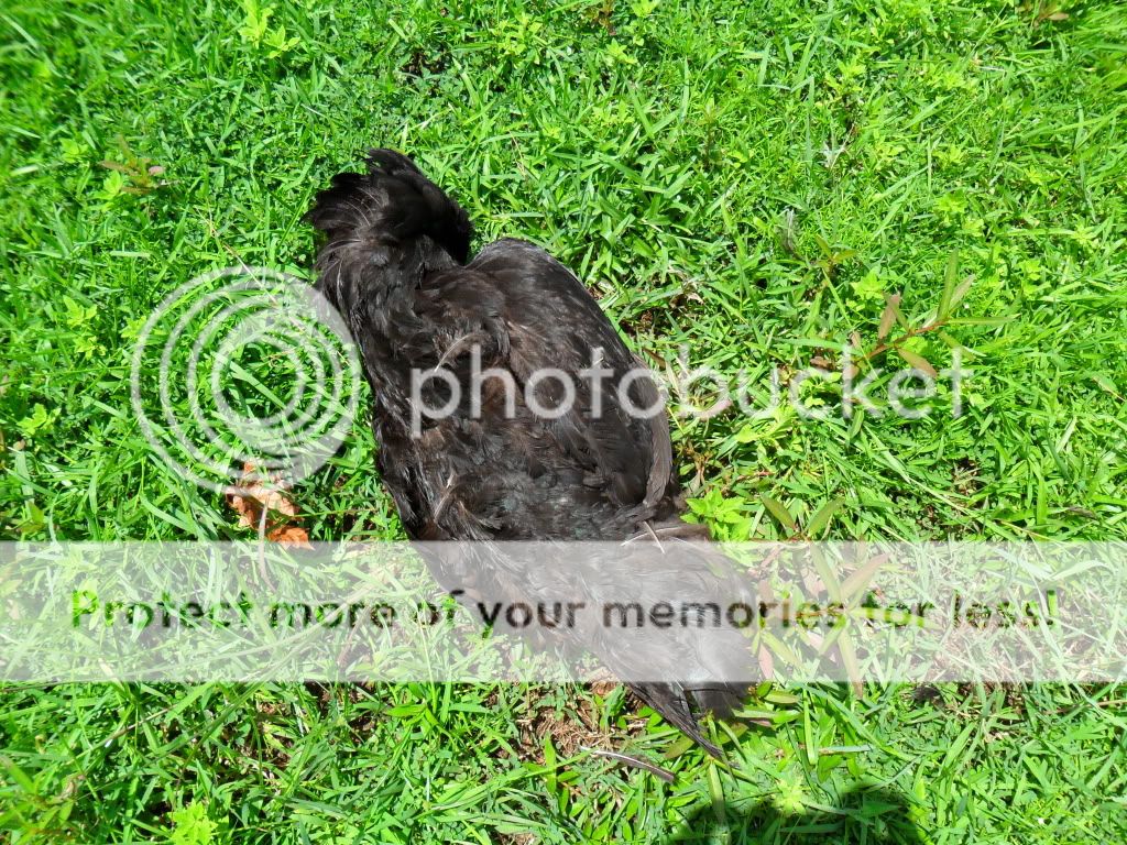 SAM_0311.jpg