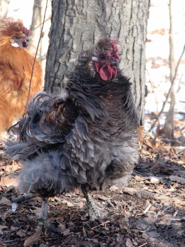 jaydenlucianchickens133-1.jpg