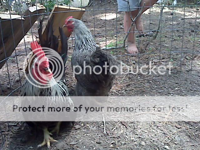 IMG01641.jpg