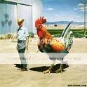 texasrooster.jpg