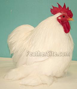 WhPekinCkl.JPEG