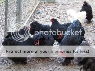 Chickens031.jpg