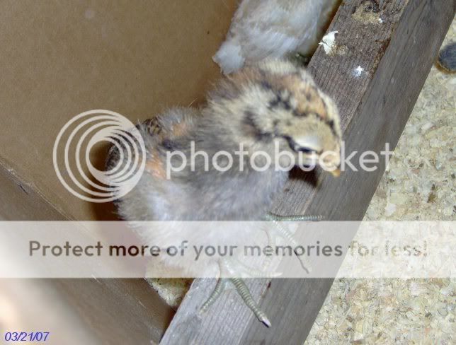 chicks2weeksold017.jpg