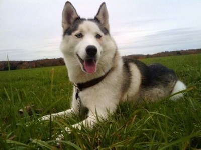 SiberianHuskyFemaleShylahRescueDog1.jpg