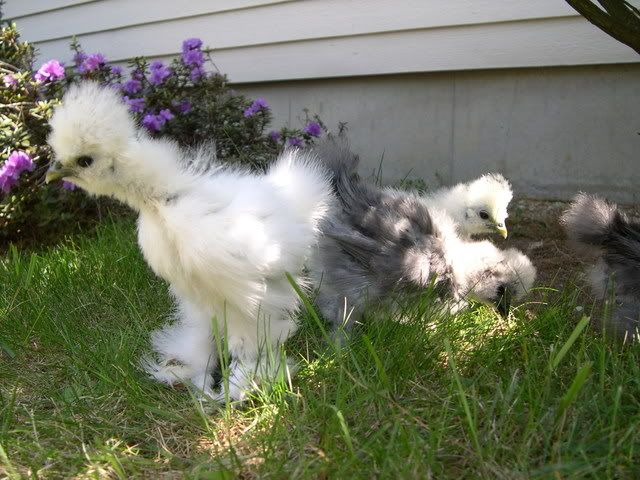 DSCN1576.jpg