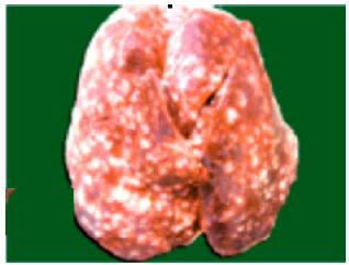 fig2-2k12-964-970.jpg
