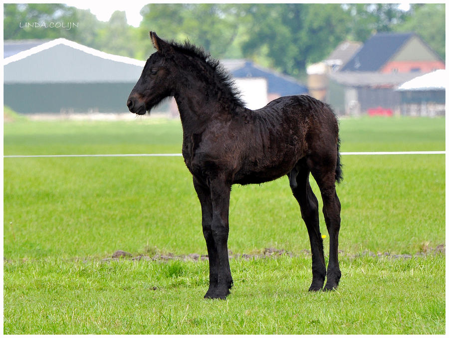 Friesian_Foal_by_KonikPolski.jpg