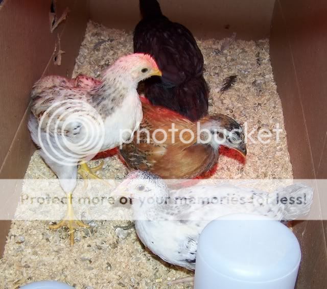 chicks2.jpg