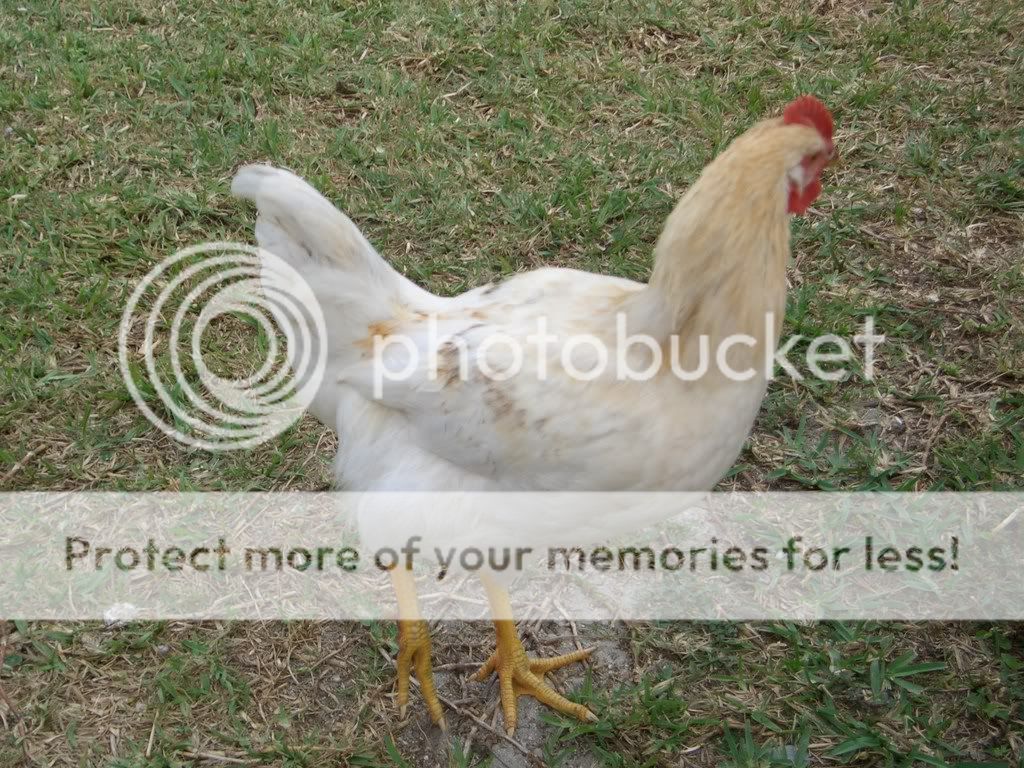 Chickensmarch09001.jpg