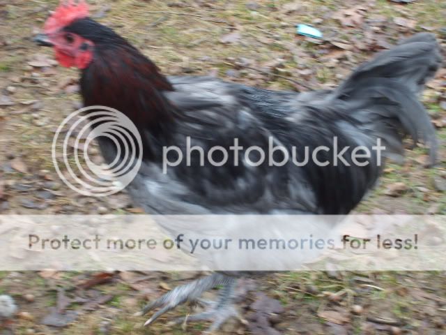 1-21-10flock023.jpg