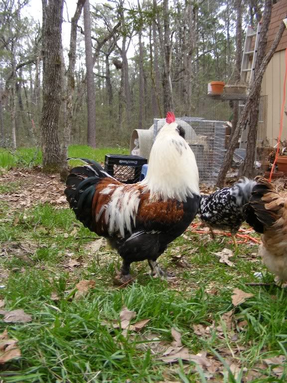 chicks031110009.jpg