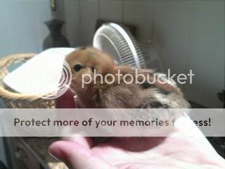 IMG228.jpg