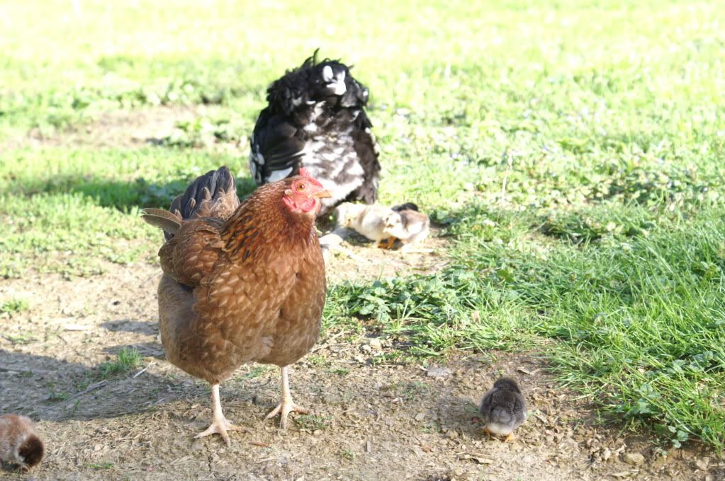 mychickens086.jpg