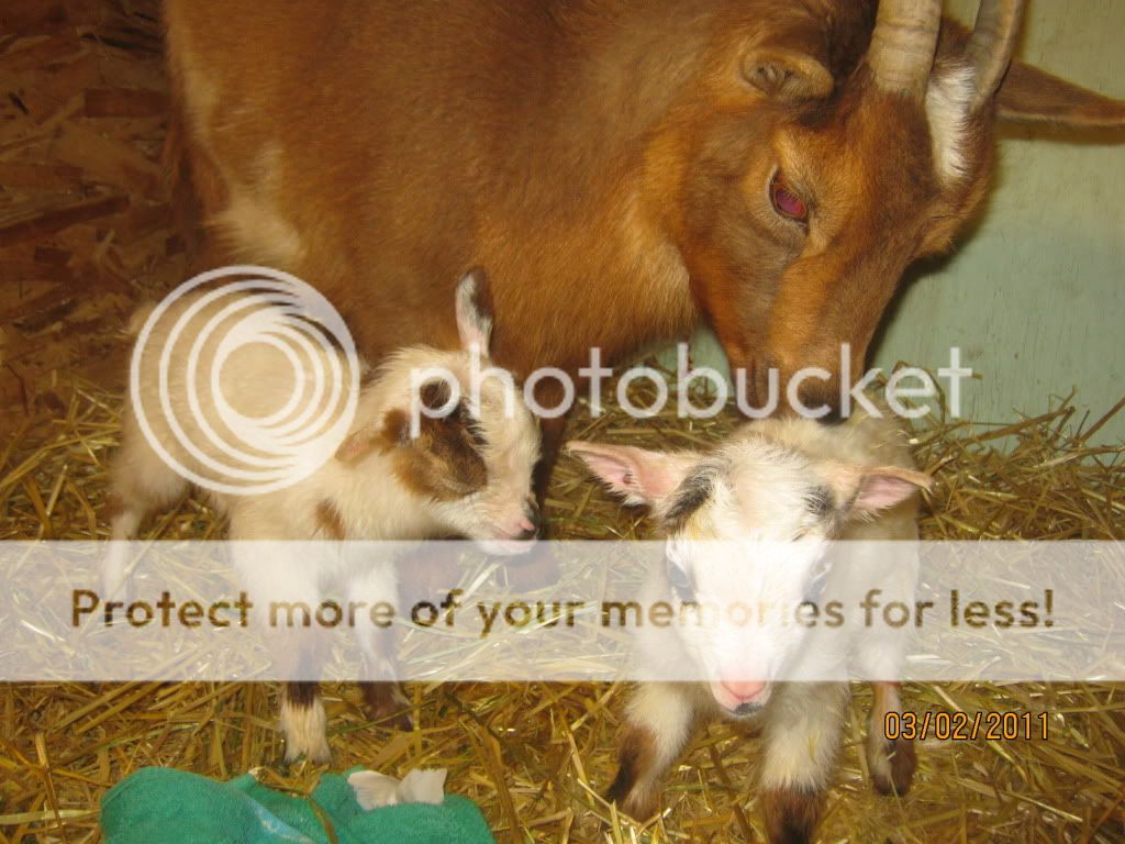 Cookies2011bucks5.jpg