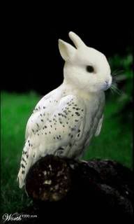 bunnybird.jpg