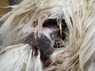 100_1471.jpg