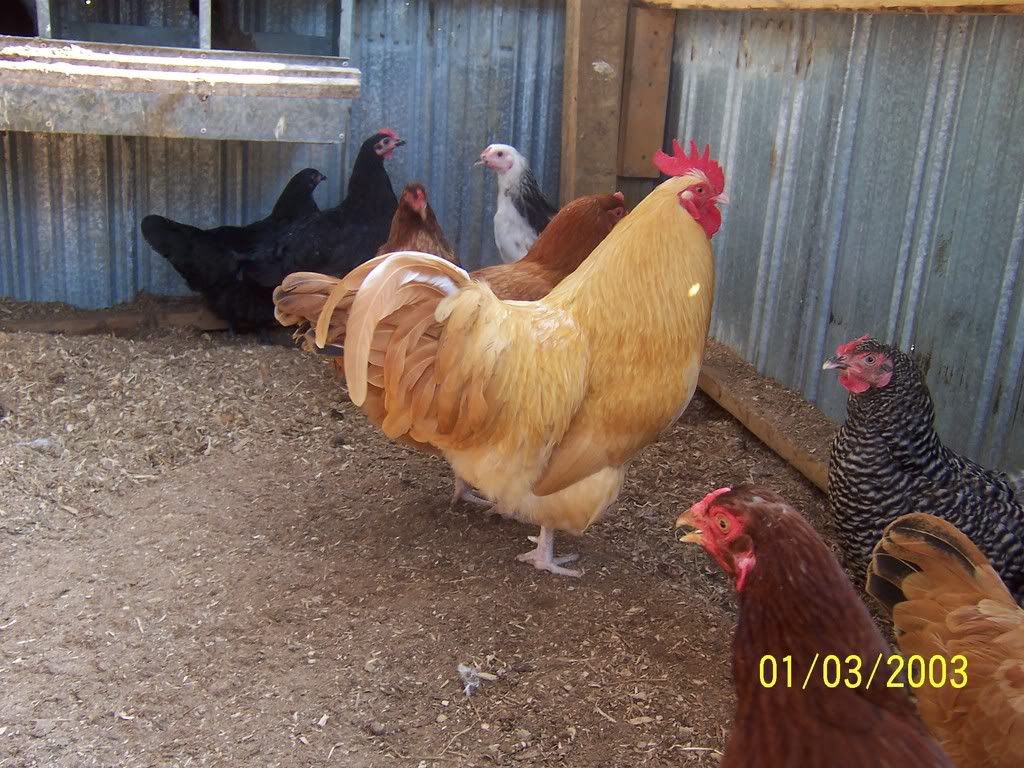 mychickens004.jpg