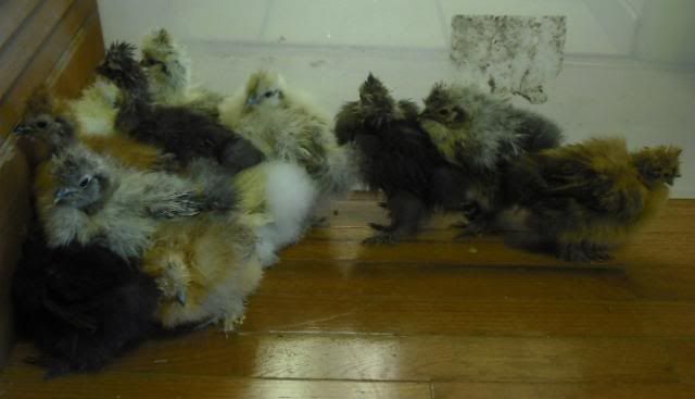 splitsilkiechicks2.jpg