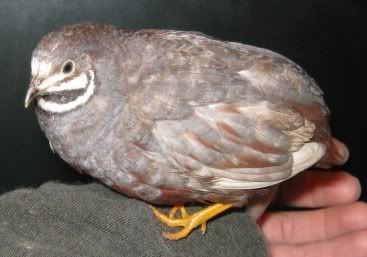 Redbreastedmale2.jpg