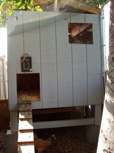 Chickens008-1.jpg