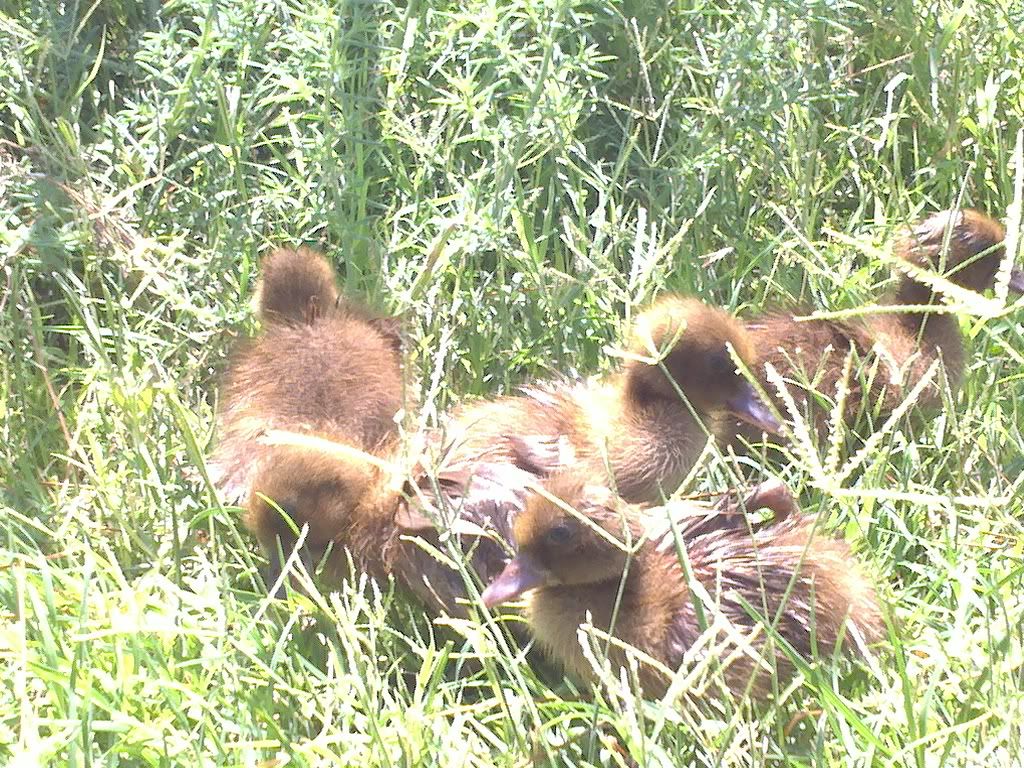 2011-07-05_11-39-43_518.jpg