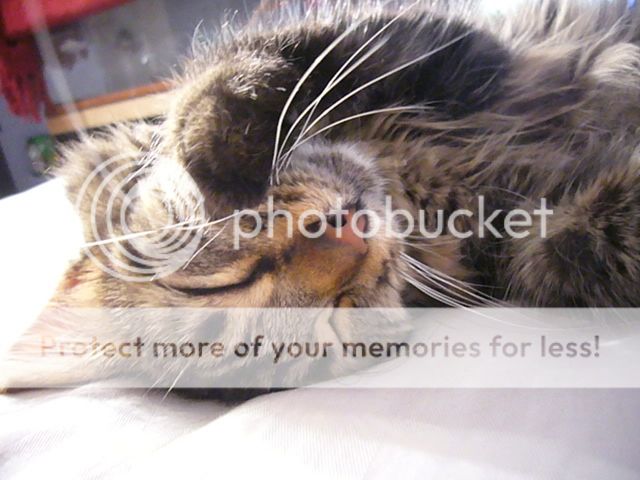 Kitties079.jpg
