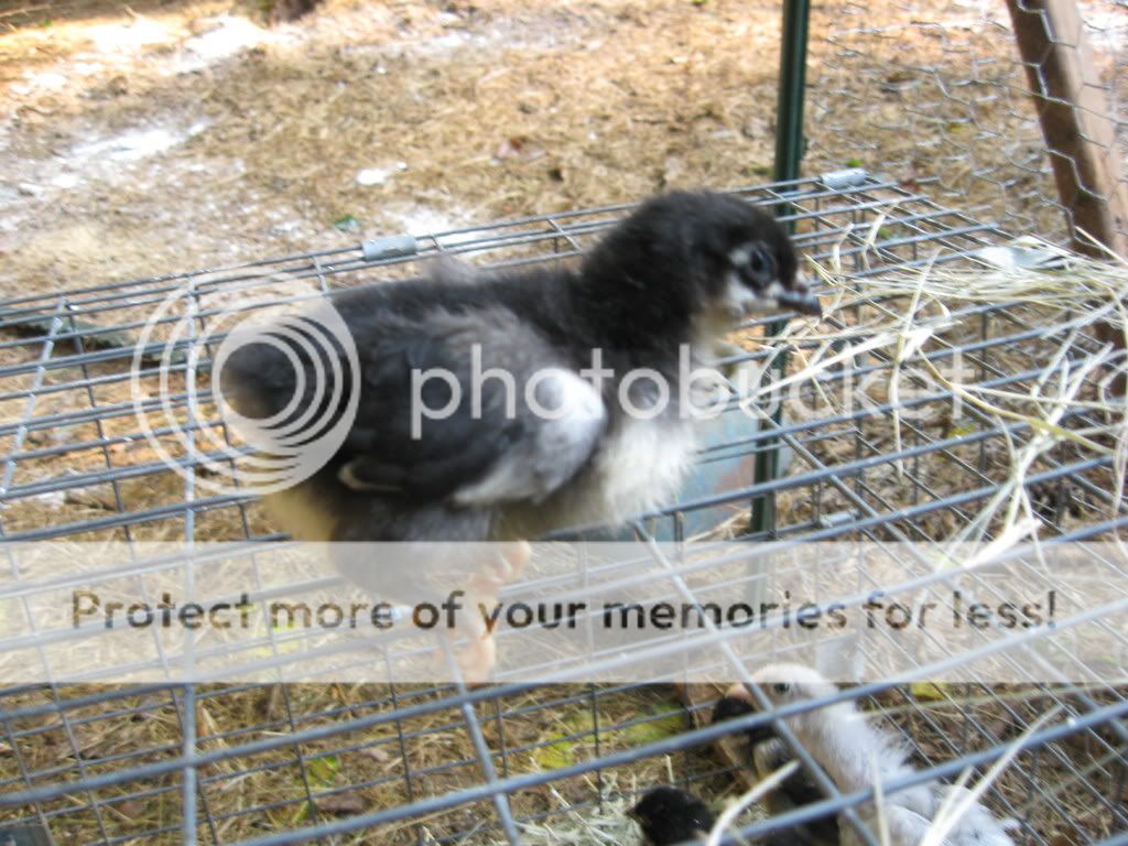 goatsandchickens030.jpg