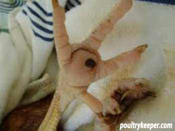 Bumblefoot-chicken.jpg