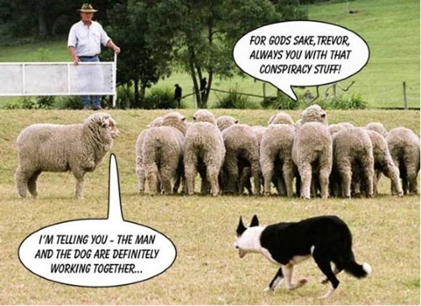 sheep.png