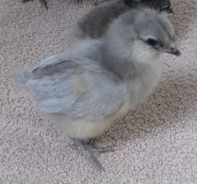 possiblelavamchick.jpg
