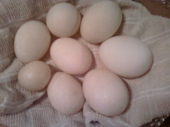 muscovy%20eggs.jpg