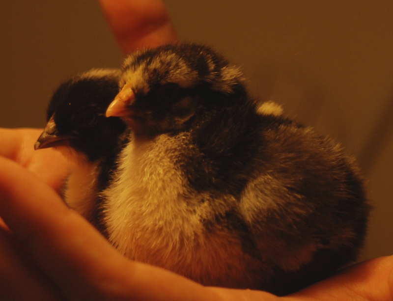 chicks2.JPG