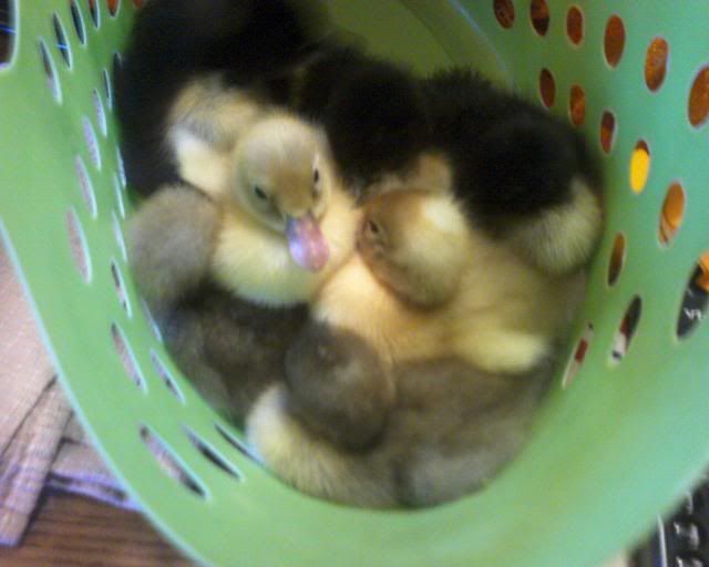Ducklings_2010023.jpg