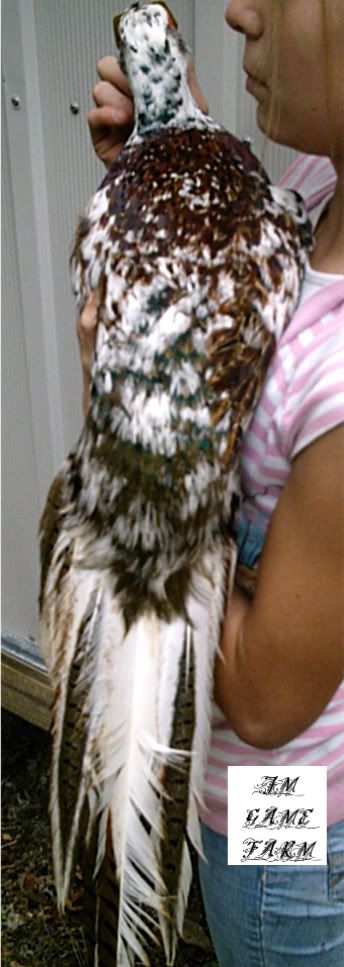 BIRDS097.jpg
