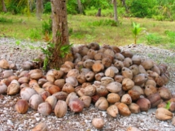 Coconuts-Ready-to-be-Processed.jpg